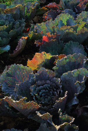 Jardins paysages