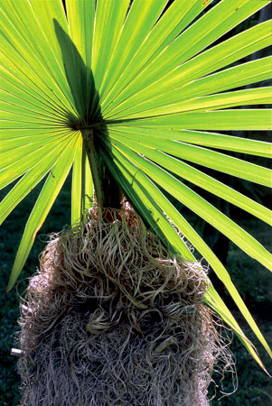 Majorelle