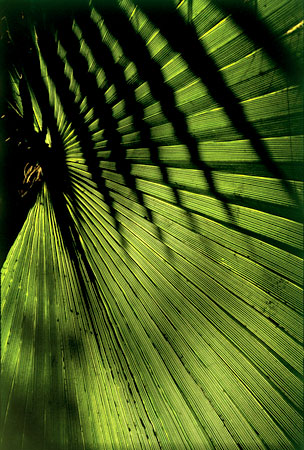 Majorelle