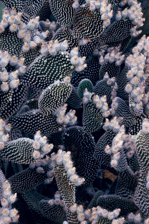 Majorelle