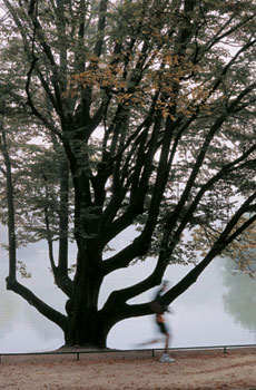 Paris Jardins