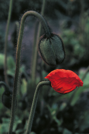 Paris Jardins