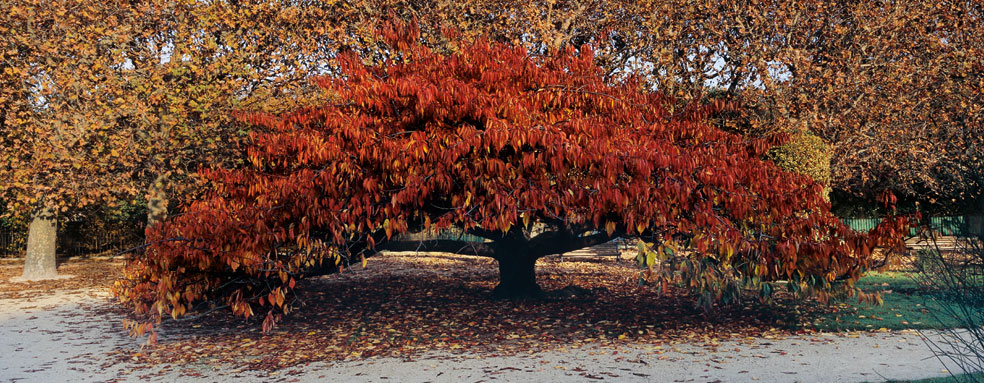 Paris Jardins